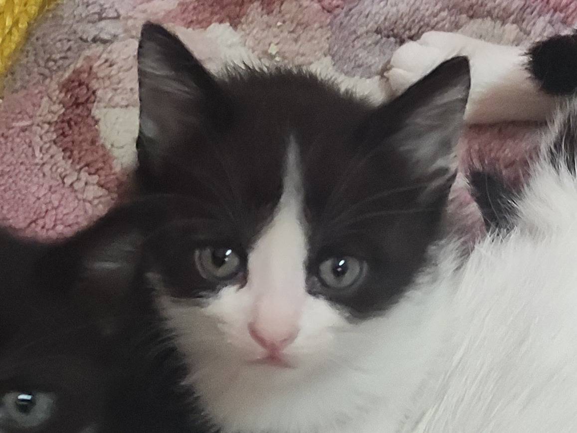 Adotta un gatto, maschio, 1 mesi, Catania