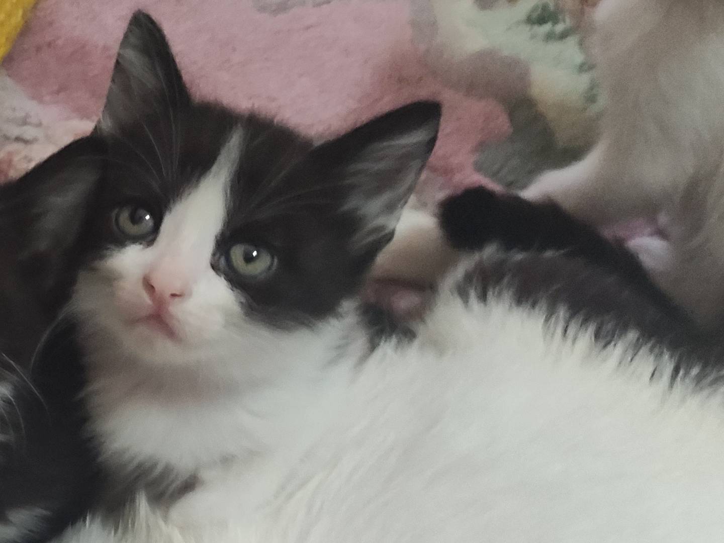 Adotta un gatto, taglia non valida, maschio, Catania