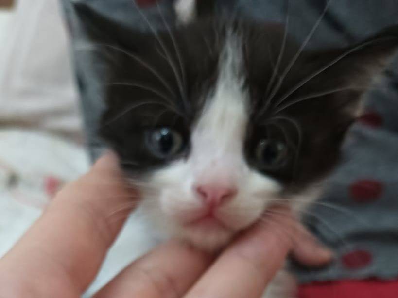 Vuoi adottare un gatto a Catania?