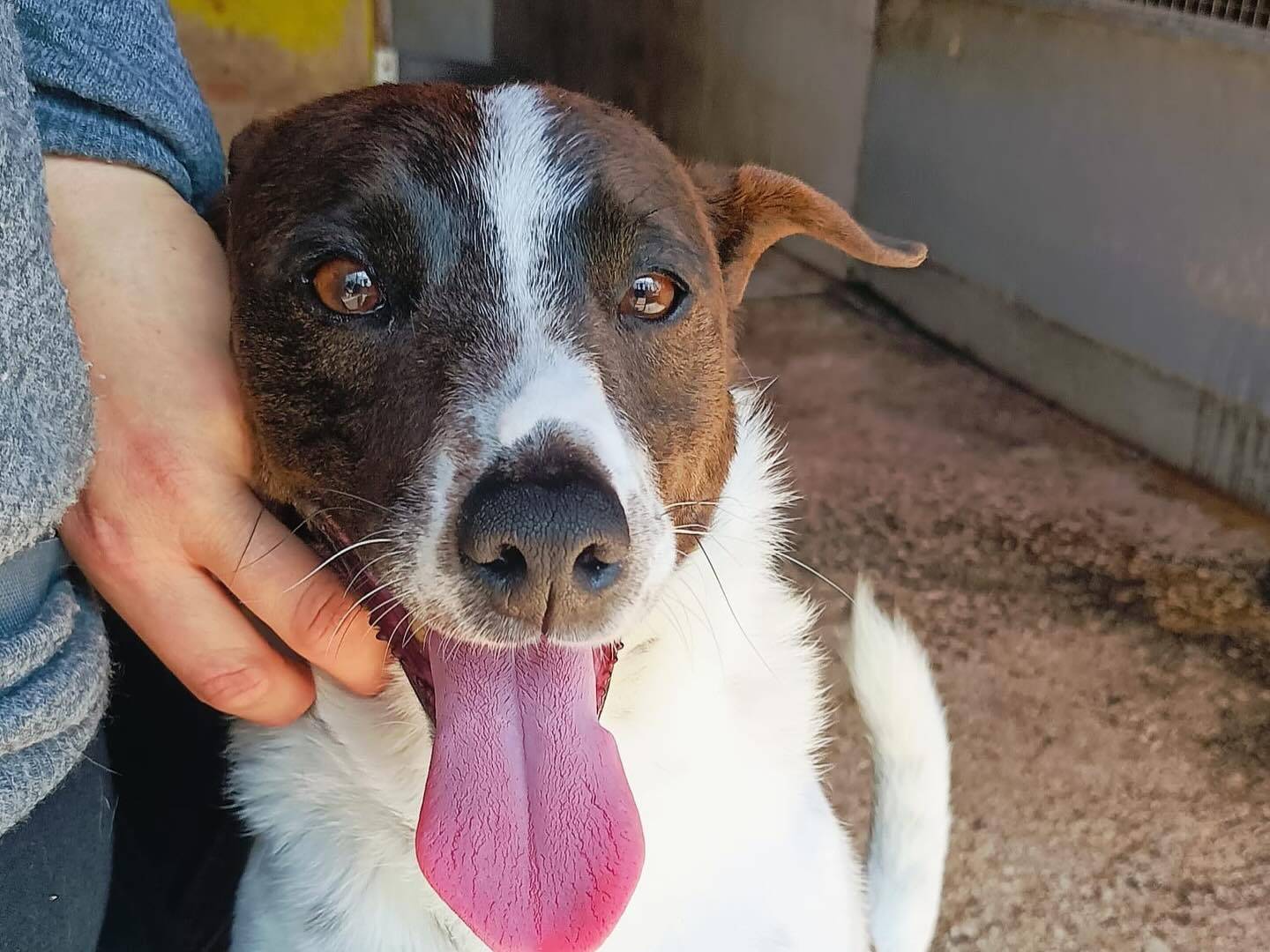 Adotta un cane, maschio, 4 anni e 4 mesi, Latina