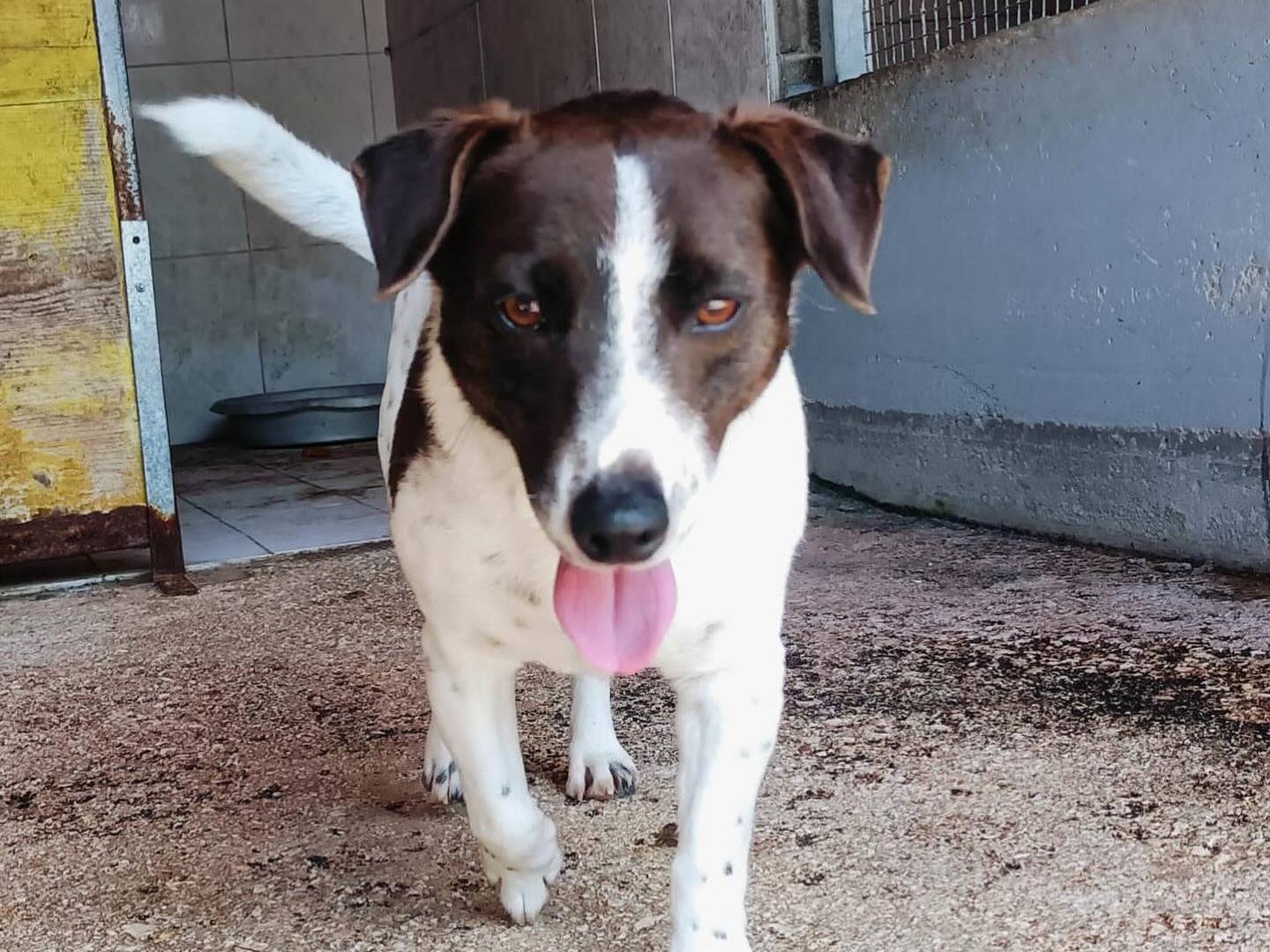 Adotta un cane, taglia piccola, maschio, Latina