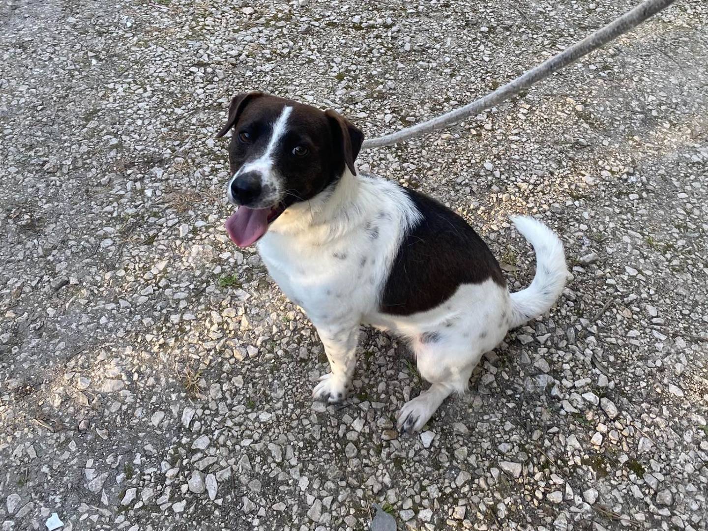 Vuoi adottare un cane a Latina?