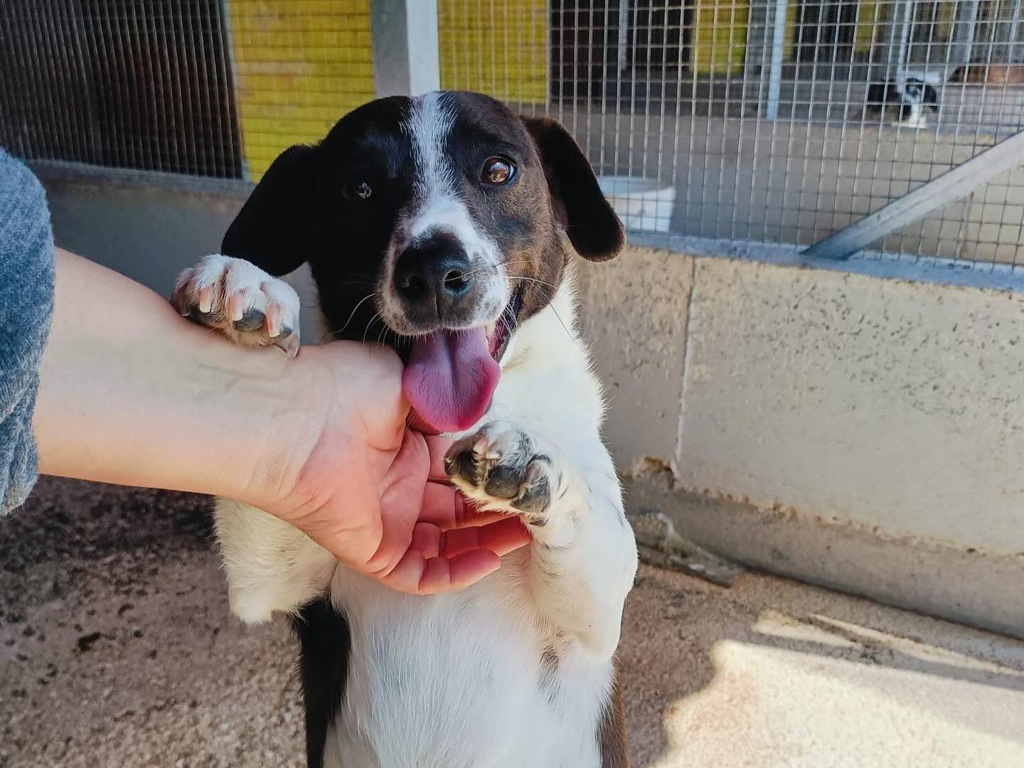 Adotta il cane NINO a Latina