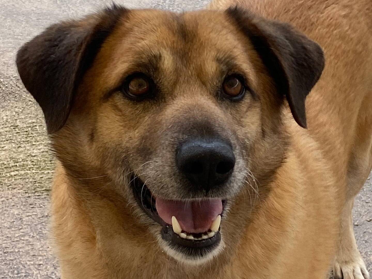 Adotta un cane, maschio, 4 anni  e 4 mesi , Latina