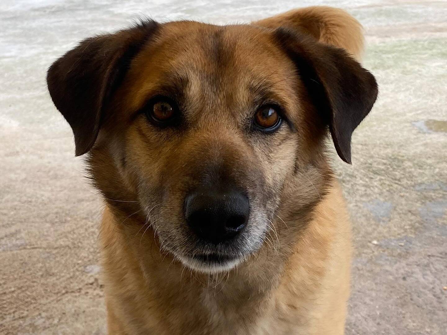 Adotta un cane, taglia media, maschio, Latina