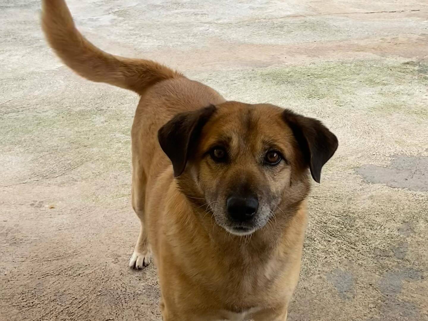 Vuoi adottare un cane a Latina?
