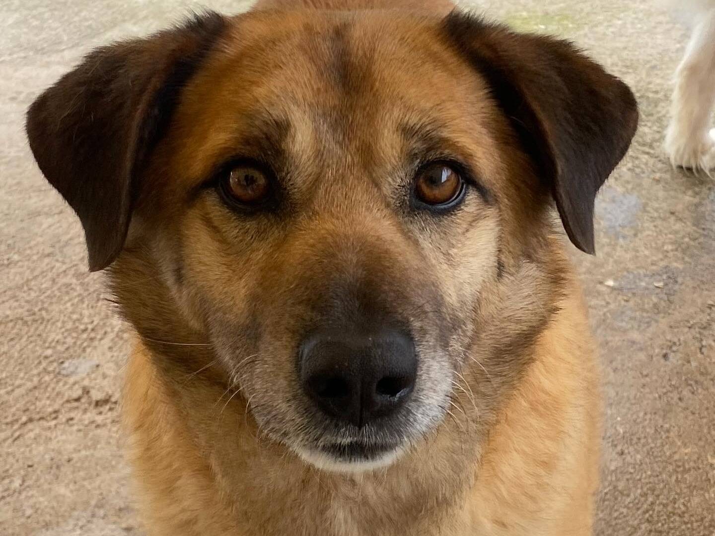 Adotta il cane EZIO a Latina