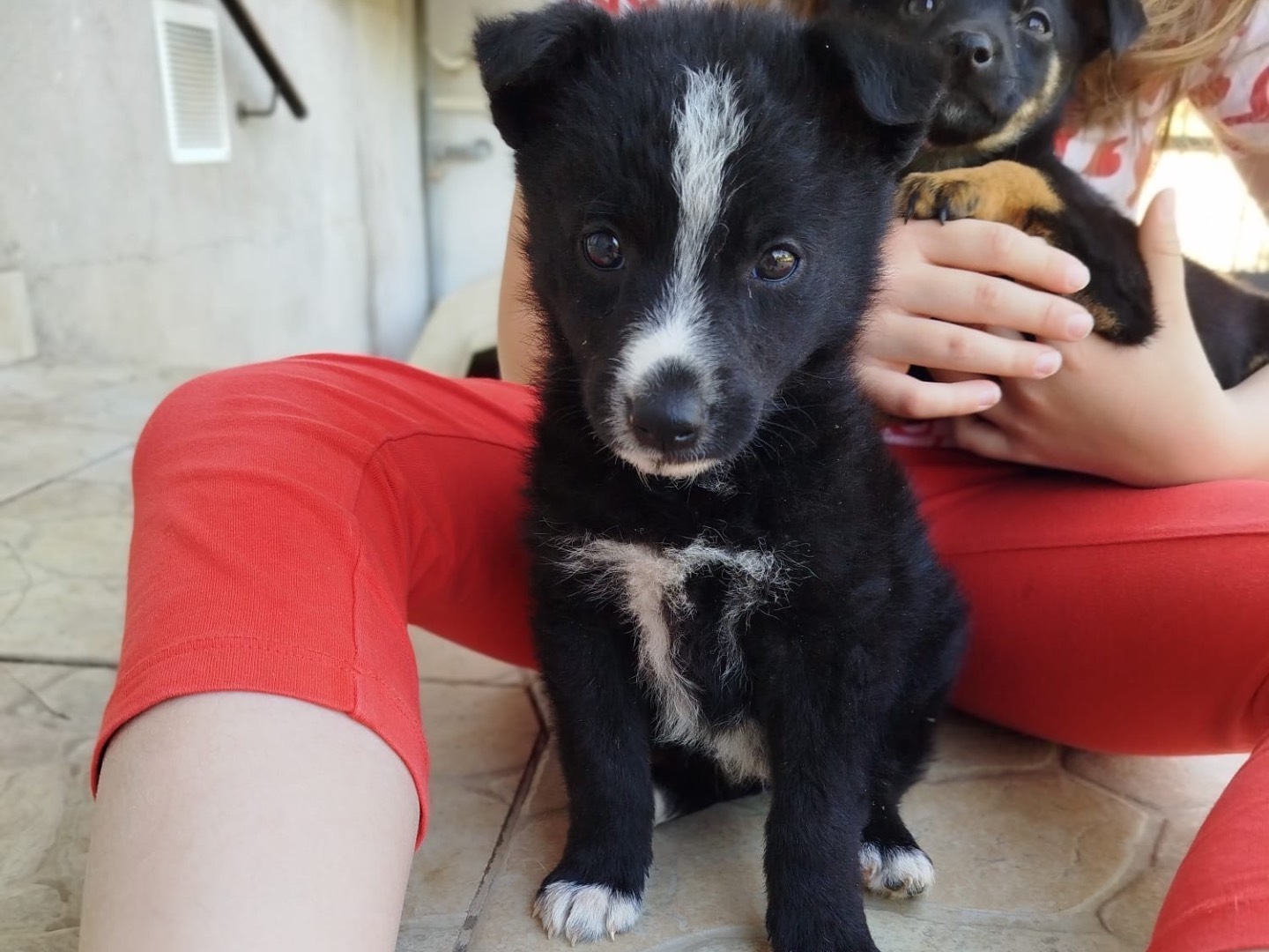Foto dell'animale