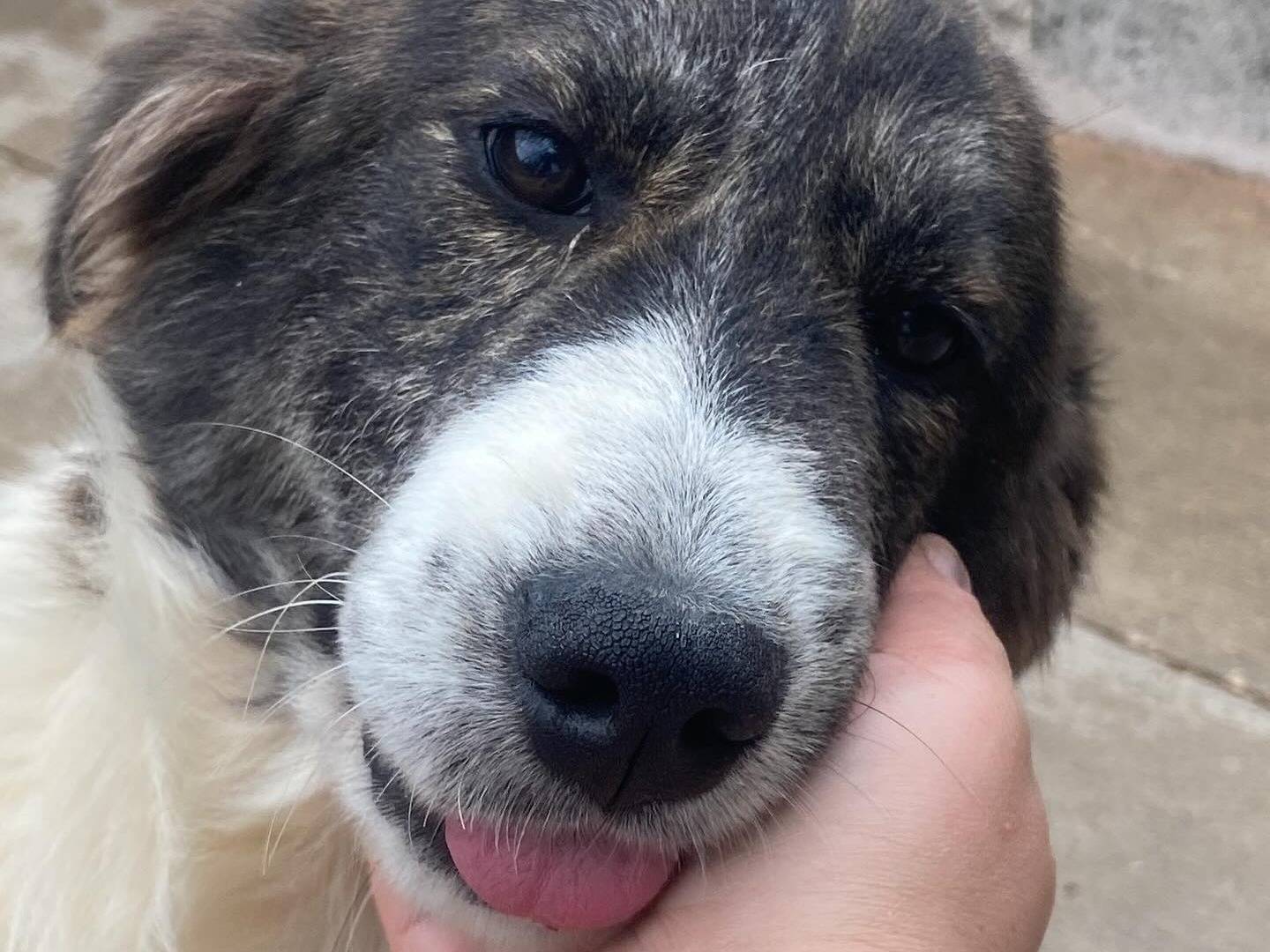 Adotta un cane, femmina, 6 mesi, Latina