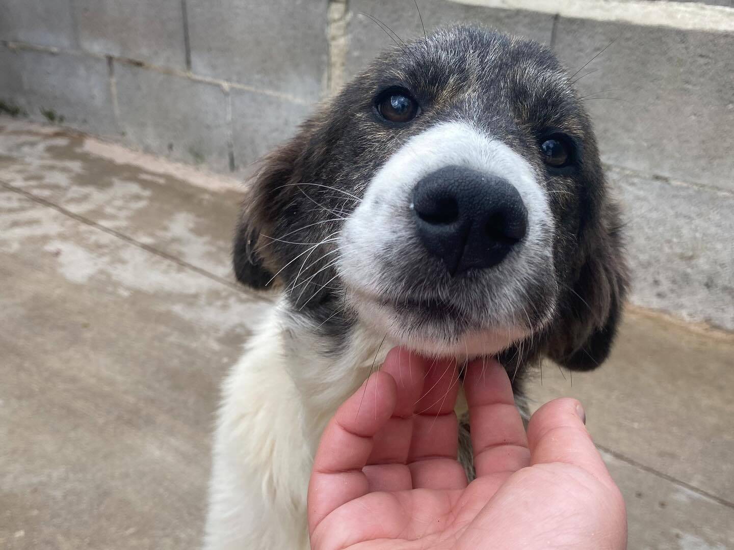 Adotta un cane, taglia grande, femmina, Latina