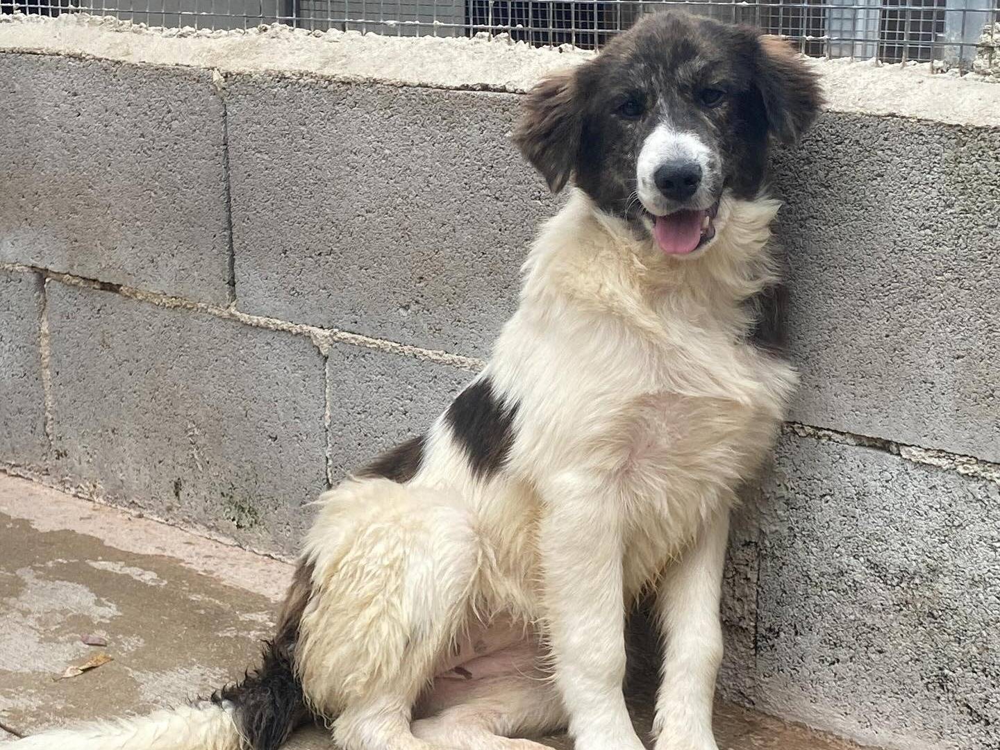 Vuoi adottare un cane a Latina?