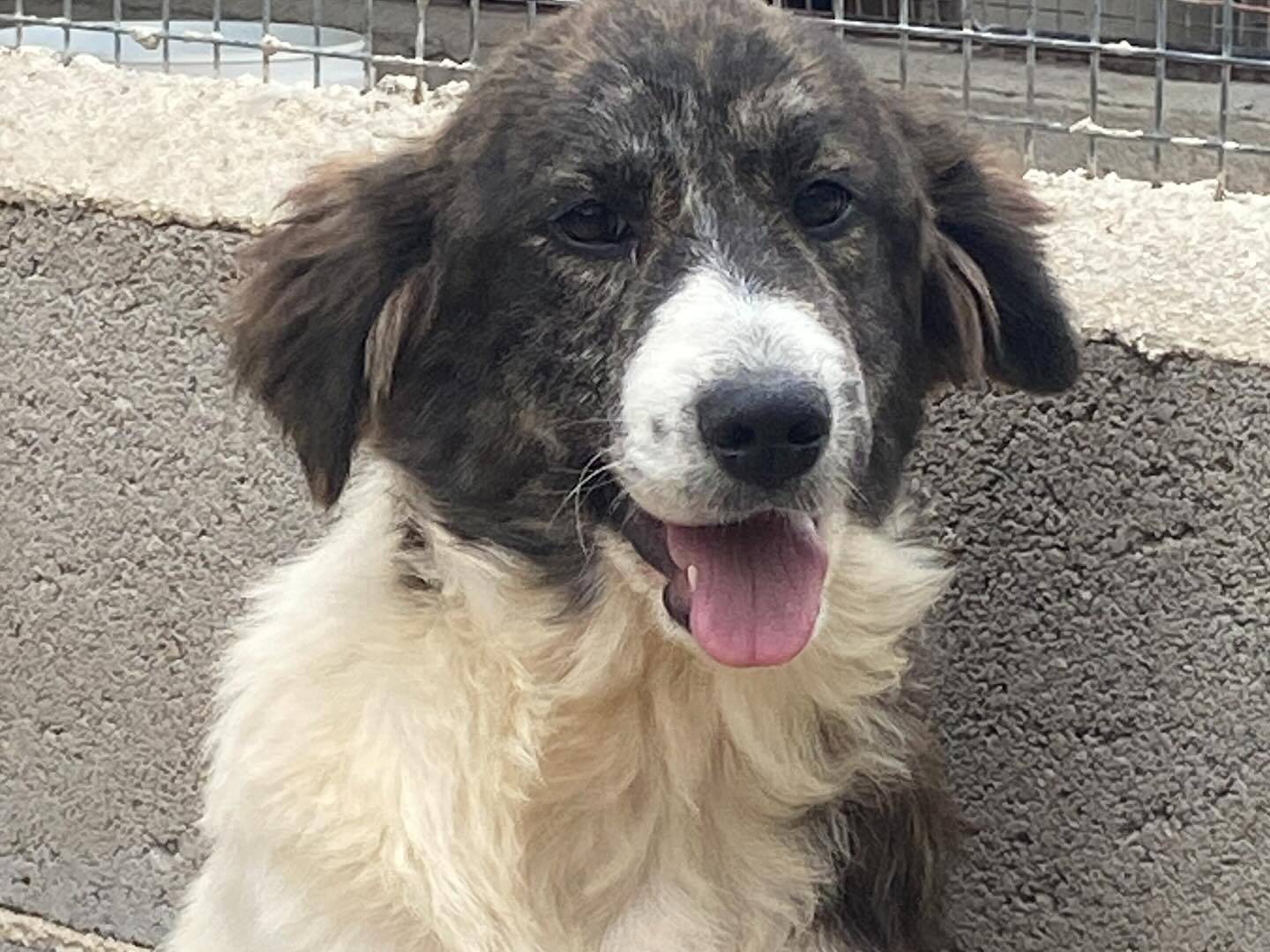 Adotta il cane COSTANZA a Latina