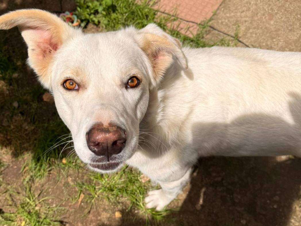 Adotta un cane, maschio, 11 mesi, Firenze