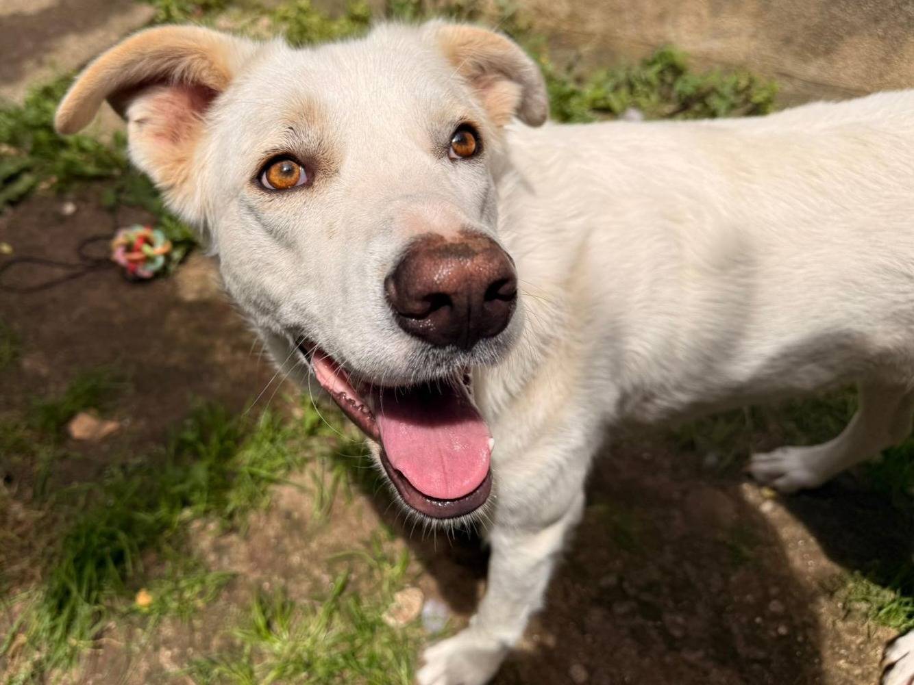 Vuoi adottare un cane a Firenze?