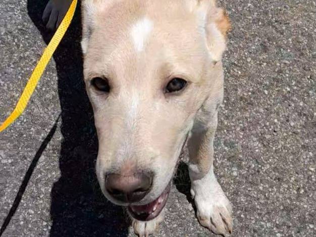 Adozione cane, femmina, Labrador Retriever Razza sconosciuta, 2 mesi, taglia media, Reggio