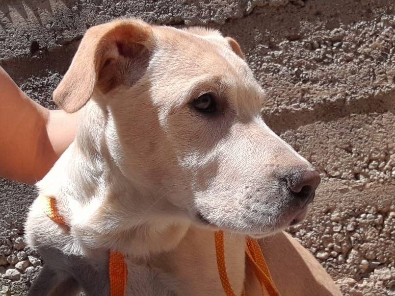 Adotta un cane, femmina, 2 mesi, Reggio
