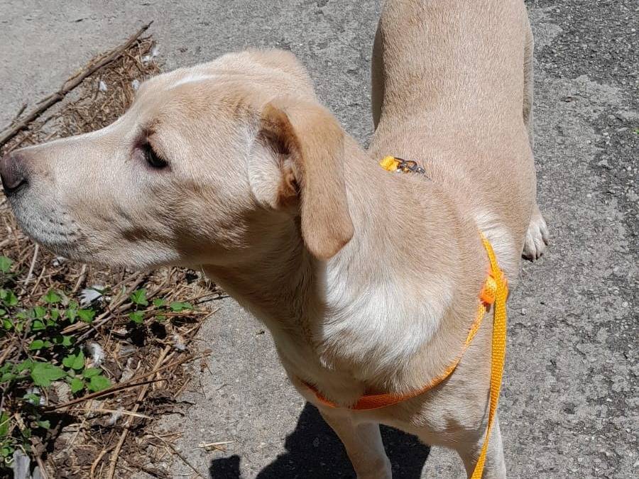 Adotta un cane, taglia media, femmina, Reggio