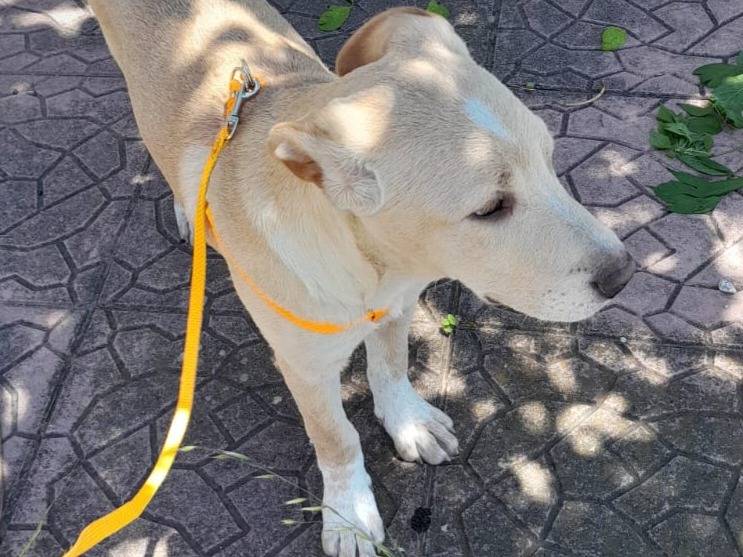 Vuoi adottare un cane a Reggio?