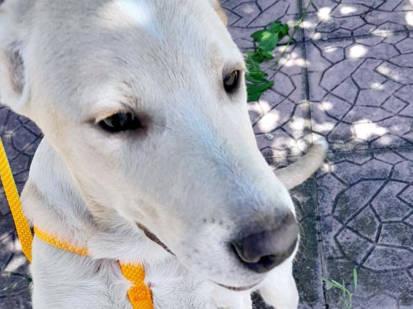 Adotta il cane MASHA MIX LABRADOR  a Reggio