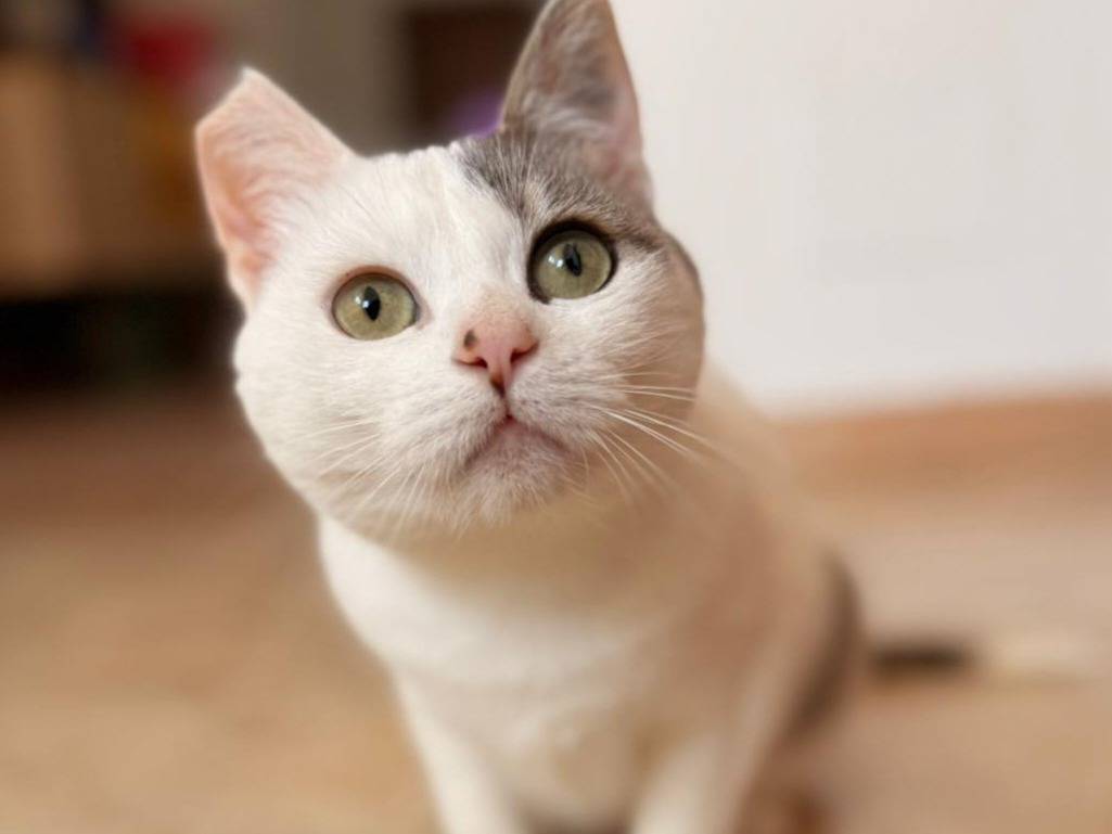 Foto dell'animale