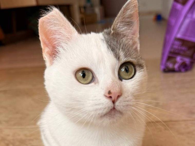 Adotta un gatto, femmina, 11 mesi, Milano