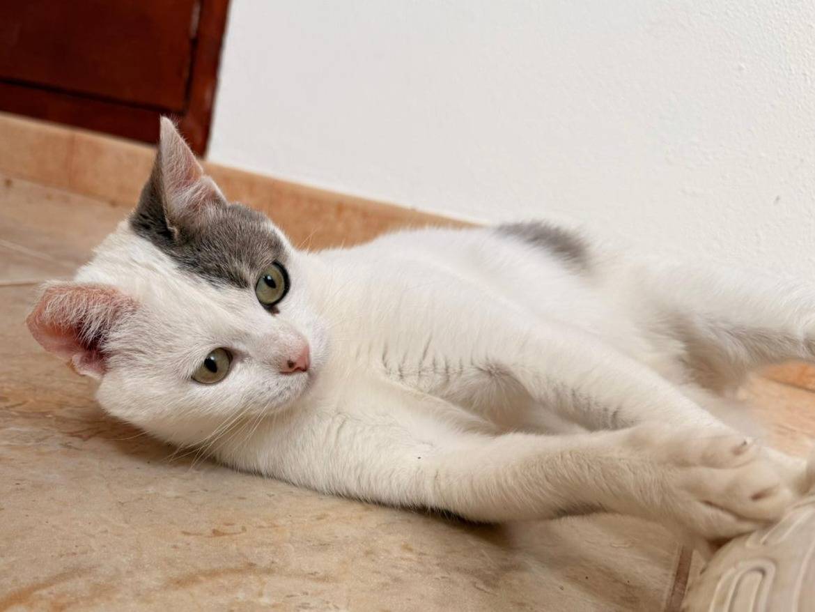 Adotta un gatto, taglia non valida, femmina, Milano