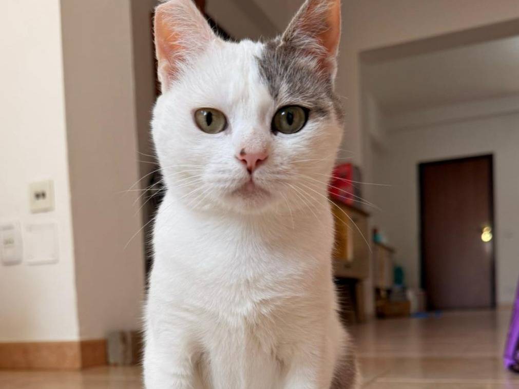 Vuoi adottare un gatto a Milano?