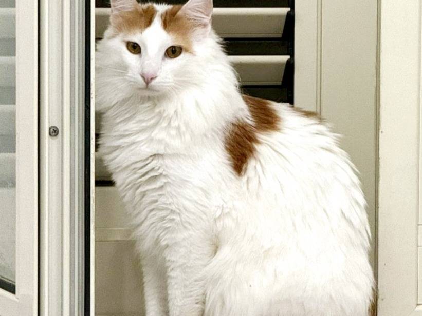 Adotta un gatto, maschio, 2 anni  e 11 mesi , Milano