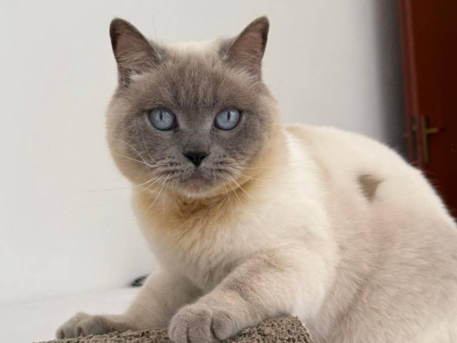 Foto dell'animale