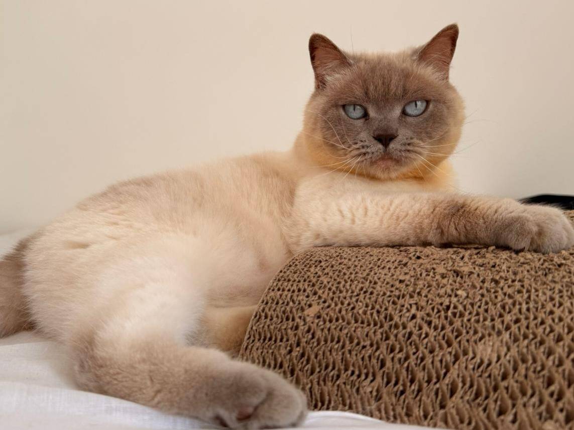 Adotta un gatto, femmina, 4 anni  e 11 mesi , Milano