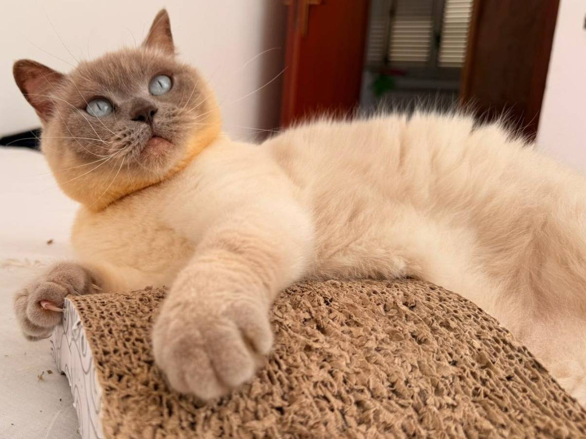 Adotta un gatto, taglia non valida, femmina, Milano