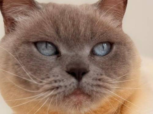 Vuoi adottare un gatto a Milano?