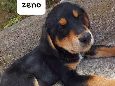 Adotta un cane, maschio, 3 mesi, Latina