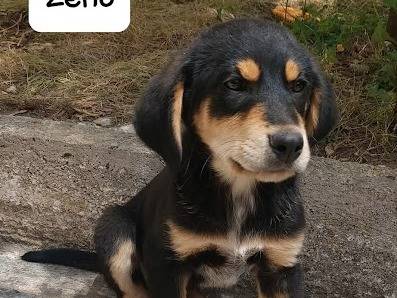 Adotta un cane, taglia media, maschio, Latina