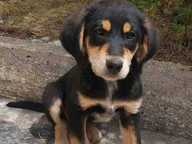 Vuoi adottare un cane a Latina?