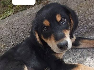 Adotta il cane ZENO a Latina