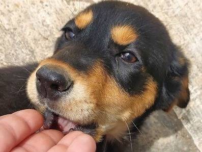 Adotta un cane, taglia media, femmina, Latina