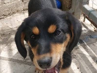 Vuoi adottare un cane a Latina?