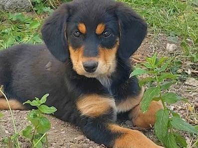 Adotta il cane TIARA a Latina