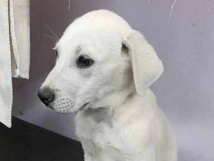 Adotta un cane, maschio, 2 mesi, Padova