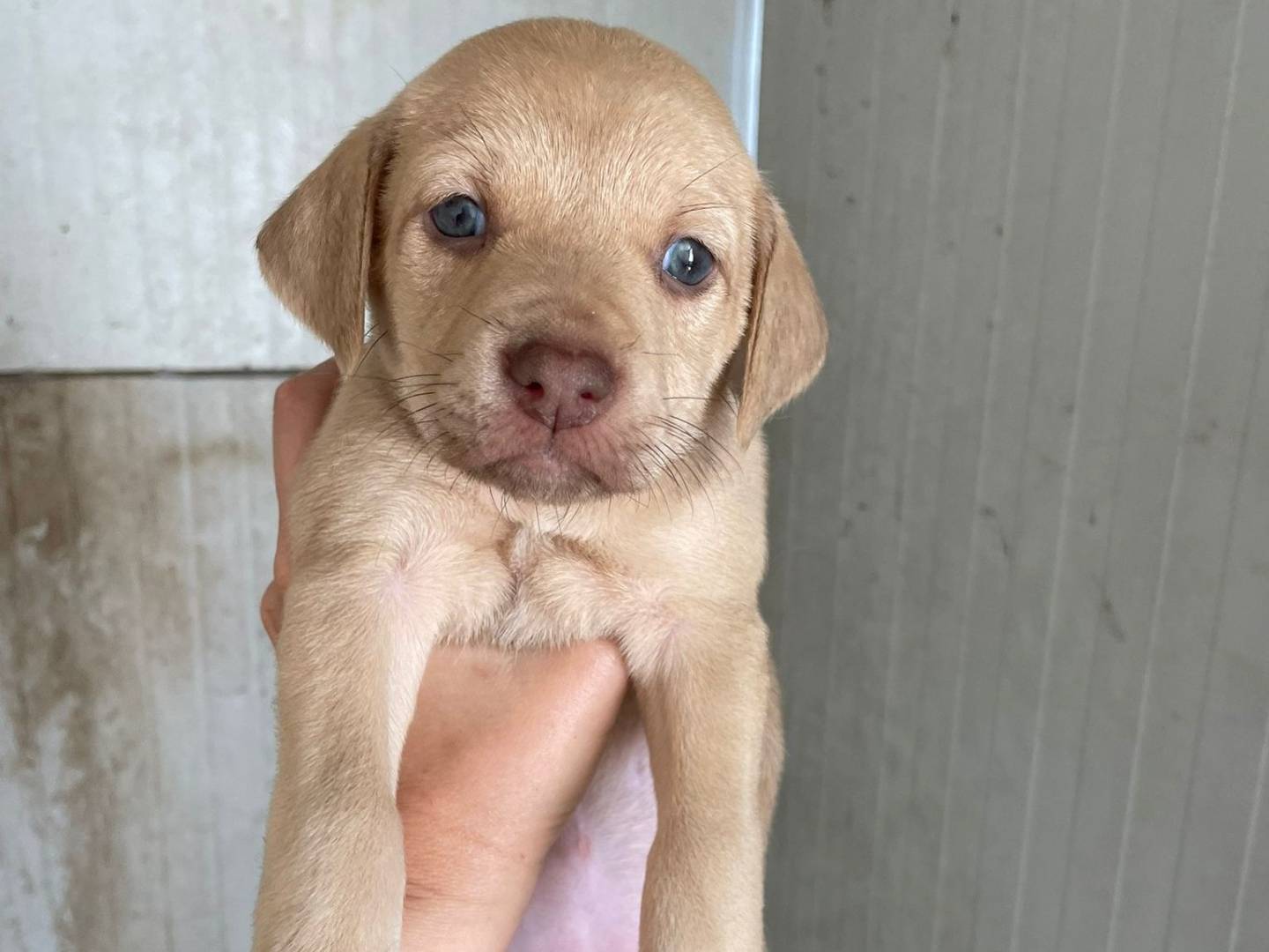 Adozione cane, femmina, Razza sconosciuta Razza sconosciuta, 1 mesi, taglia media, Frosinone