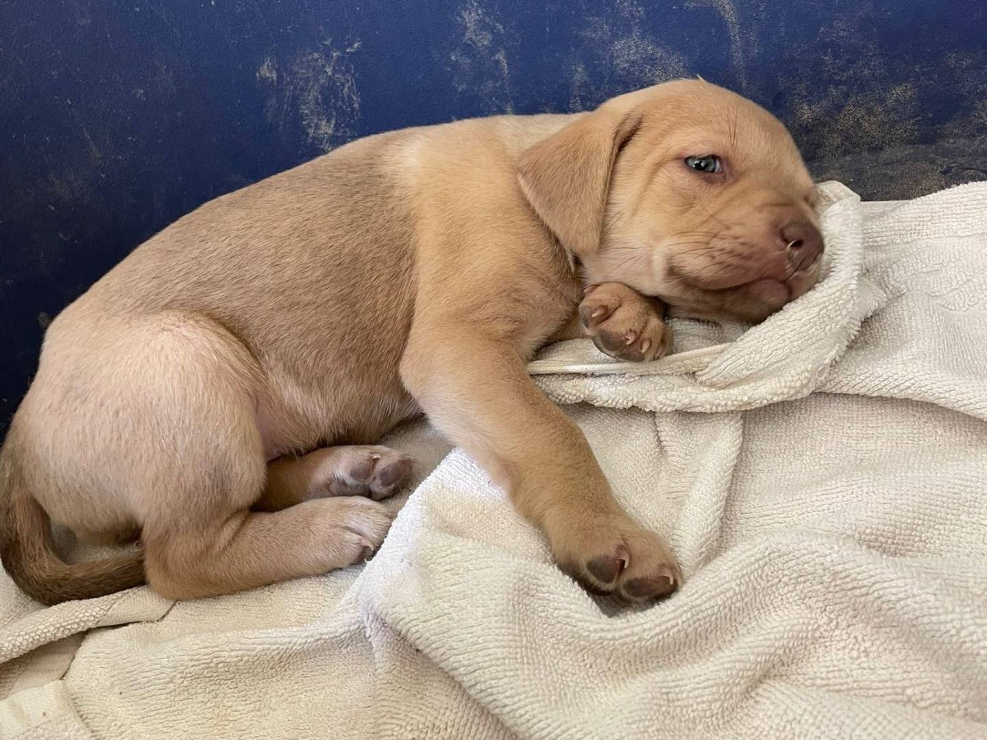 Adotta un cane, femmina, 1 mesi, Frosinone