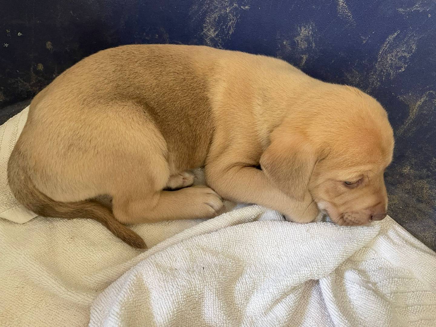 Adotta un cane, taglia media, femmina, Frosinone