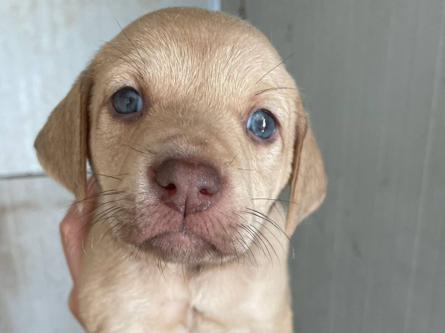 Vuoi adottare un cane a Frosinone?