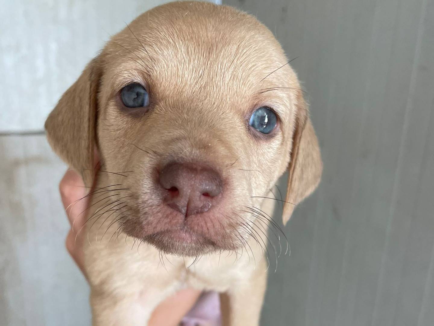 Adotta il cane GEORGIA a Frosinone