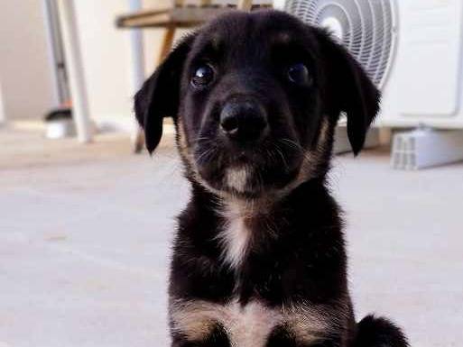 Adotta un cane, maschio, 2 mesi, Padova