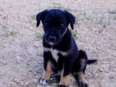 Adotta un cane, taglia media, maschio, Padova