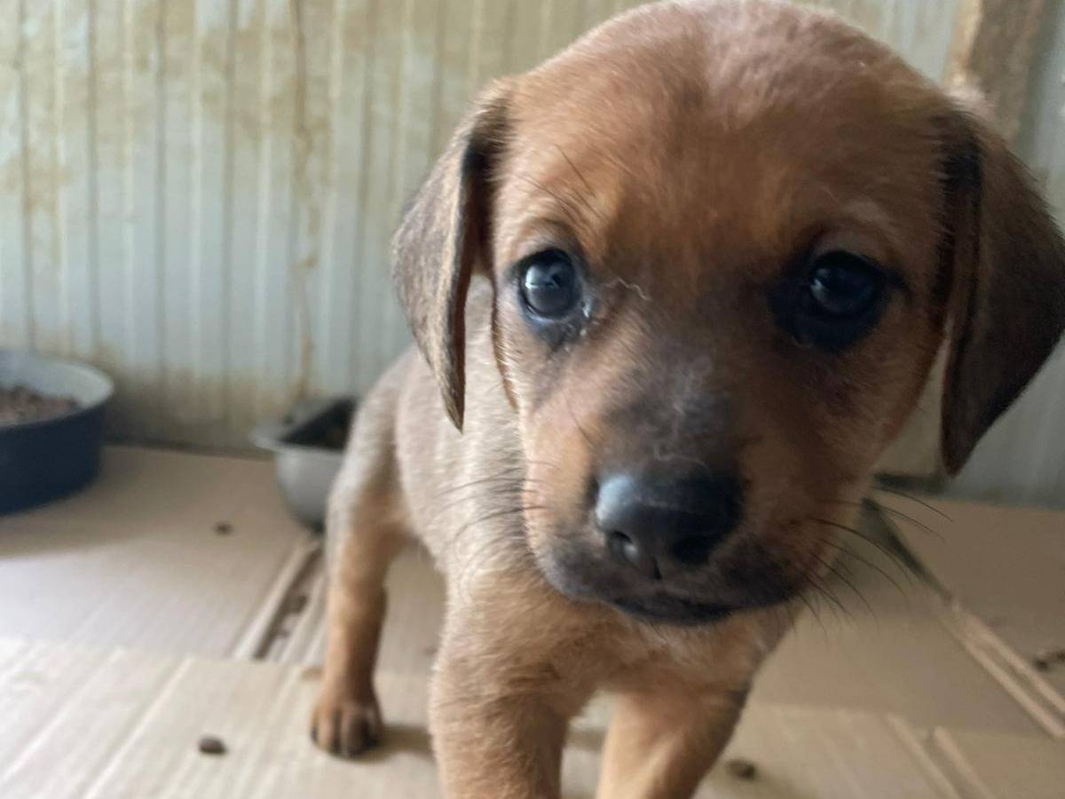Vuoi adottare un cane a Frosinone?
