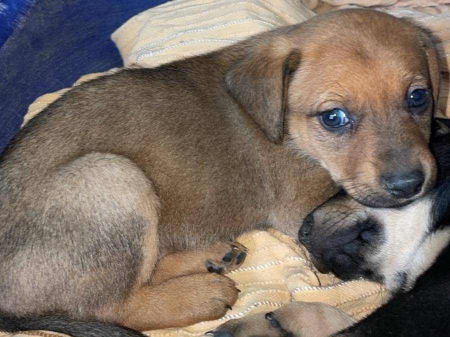 Adotta il cane CALIFORNIA a Frosinone