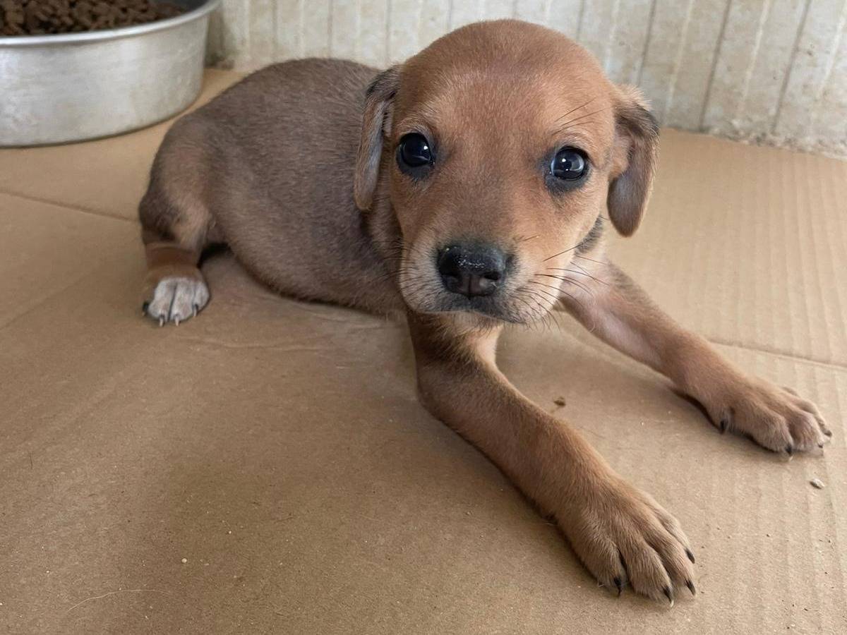 Adotta un cane, maschio, 2 mesi, Frosinone